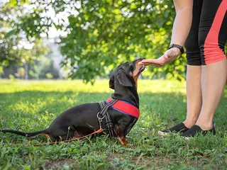 How to Become a Dog Trainer in 12 Easy Steps