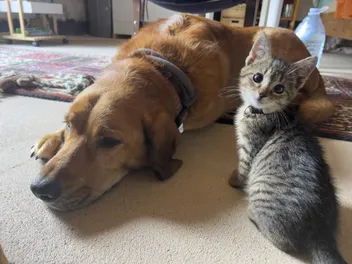 Canine Sleeping Positions: Lava's Top Five