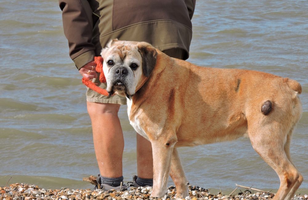 Dog-with-cancer-lump-on-thigh