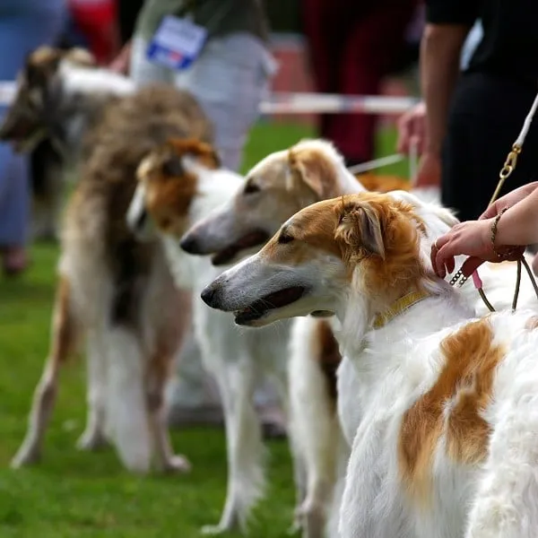 show dog names
