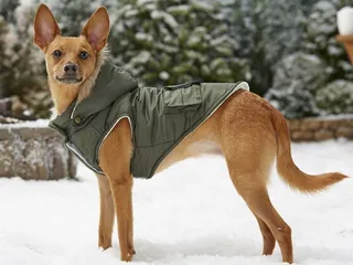 9 Best Winter Jackets for Dogs in 2026 - Reviews & Top Picks
