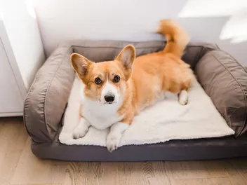 10 Best Memory Foam Dog Beds in 2026 - Reviews & Top Picks