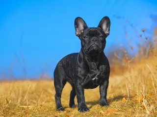 Brachycephalic Dogs & Heat: Vet-Explained Concerns