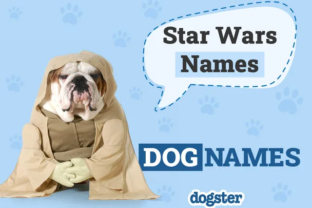 150+ Star Wars Dog Names from a Galaxy Far, Far Away