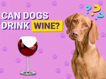 Can Dogs Drink Wine? Vet-Verified Risks & FAQ