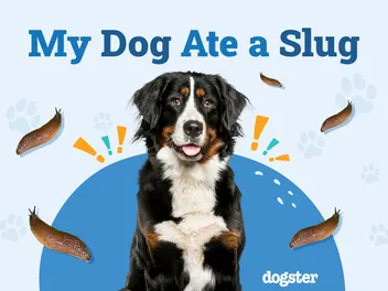My Dog Ate a Slug: Should I Be Worried? (Vet Answer)