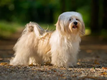 10 Vet-Verified Havanese Facts: The Happy-Go-Lucky Pup