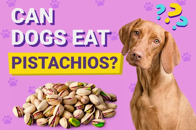 Can Dogs Eat Pistachios? Vet-Approved Facts & FAQ