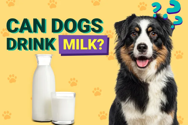 Can Dogs Drink Milk? Vet Verified Nutrition Facts & FAQ