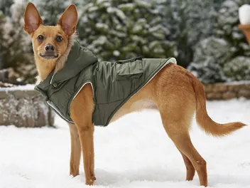 9 Best Winter Jackets for Dogs in 2026 - Reviews & Top Picks