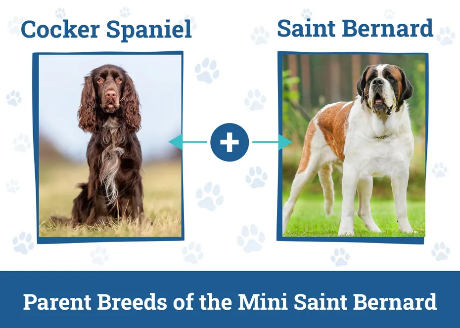 Parent Breeds of the Mini Saint Bernard