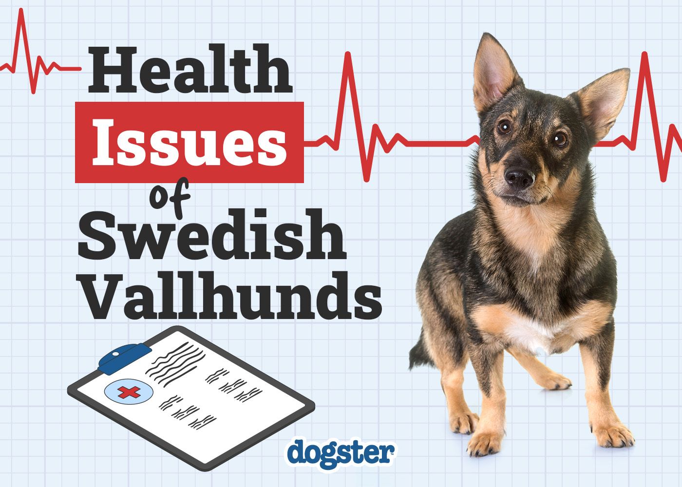 Dogster_Health Problems of Swedish Vallhunds