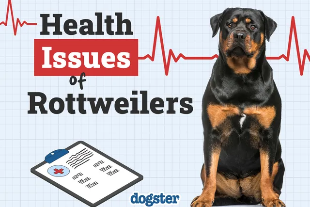 10 Common Health Problems in Rottweilers: Vet-Verified Facts