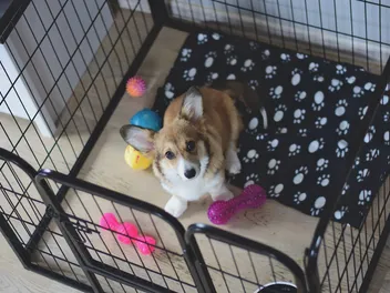 What to Put in a Dog Crate: 5 Vet-Approved Items & More