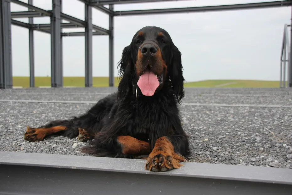 Gordon Setter sitting on gravel path