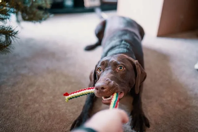 Does a Dog’s Breed Determine Their Behavior? Genetic Science vs. Stereotypes