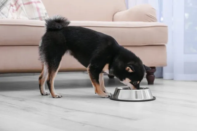 Sources of Omega-3 for Dogs & How Much They Need Daily (Vet Approved)