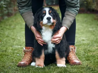 20 Best Dog Breeds for Teenagers & Reasons Why (With Info & Pictures)