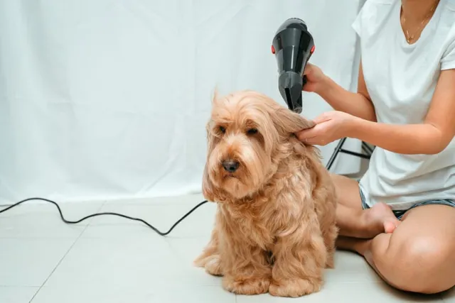 5 Vet-Approved Cockapoo Haircuts You Can Give Your Pup (With Pictures)