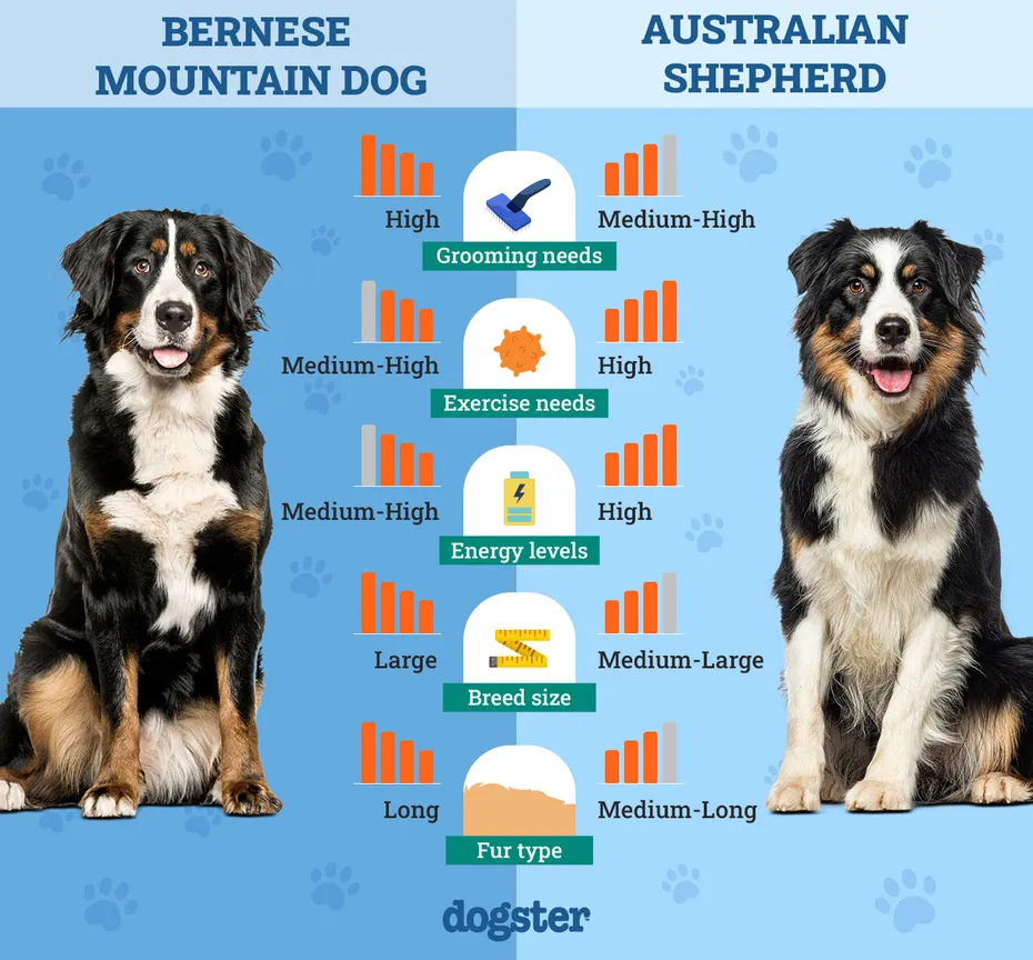 Dogster_Side by Side Comparison_ Bernese Mountain Dog vs Australian Shepherd