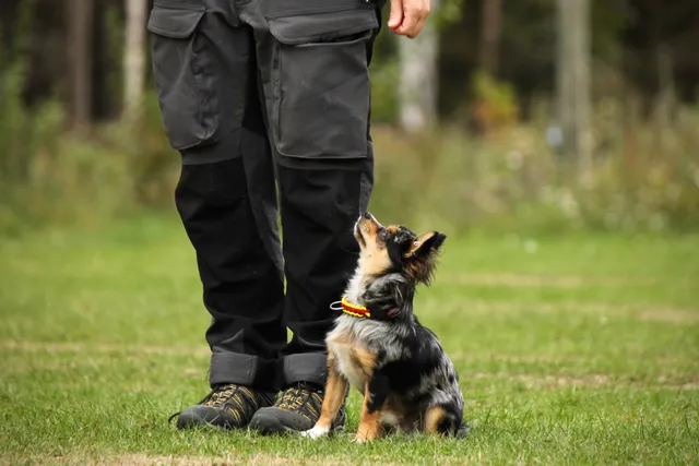How to Train a Chihuahua: 10 Vet-Approved Tips