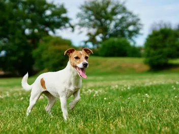How Long Do Jack Russell Terriers Live? Vet-Verified Average Lifespan, Data & Care Guide