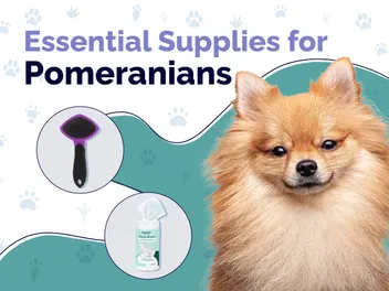 24 Essential Pomeranian Supplies to Get You Started: 2026 Guide
