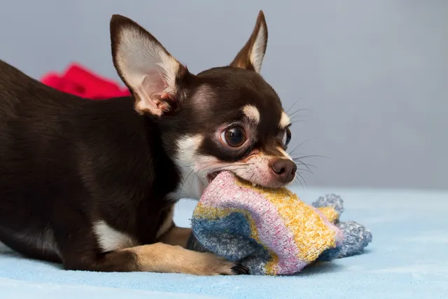 Why Do Dogs Like Stinky Things? Smelly Stuff They Love