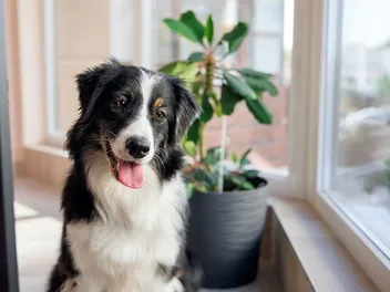 How to Keep an Australian Shepherd Busy: 9 Great Options