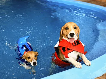 Do Dogs Pee in the Pool? Vet-Verified Behavior Facts