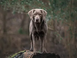 Silver Labrador Retriever Dog Breed: Info, Pictures, Origin & History