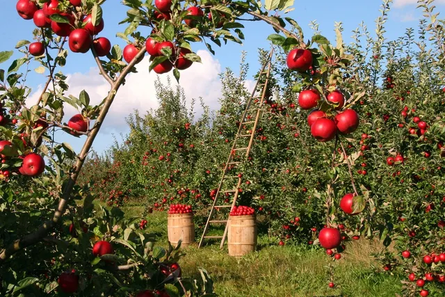 Dog-Friendly Apple Orchards: Pros, Cons & Tips (Vet Verified)