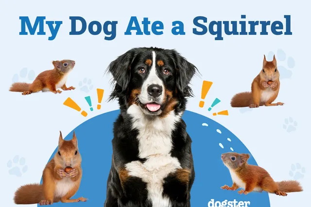 My Dog Ate a Squirrel: Should I Be Worried? Our Vet Explains
