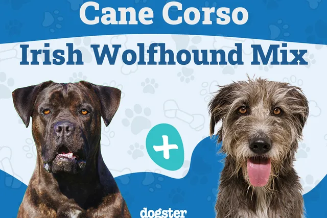 Cane Corso Irish Wolfhound Mix: Info, Pictures, Care & More