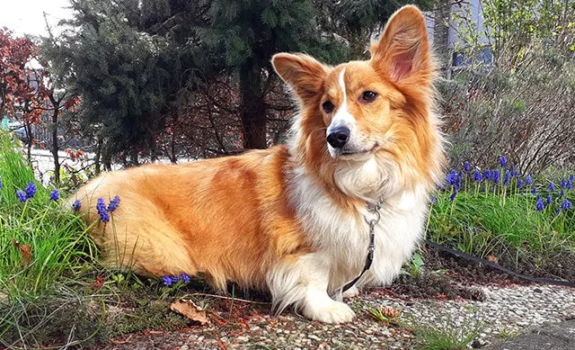Why Does a Corgi Have Short Legs? Genetics & Breeding