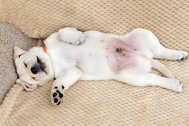 Why Do Male Dogs Have Nipples? Vet-Verified Facts & Possible Issues
