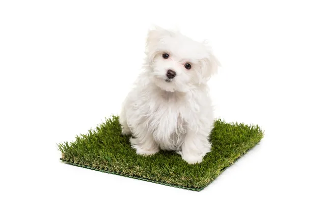 How to Train Your Dog to Use Grass Potty Pads: 10 Vet-Approved Tips