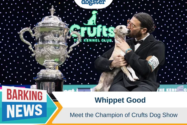 Whippet Good - Meet the Champion of Crufts Dog Show