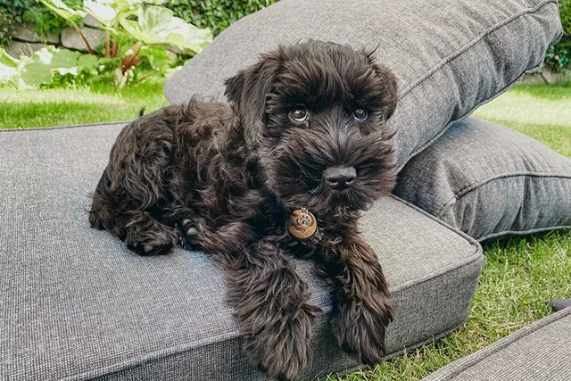 Do Miniature Schnauzers Like to Cuddle? Personality Traits & Facts