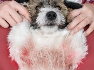 Pyoderma In Dogs: Our Vet Discusses Signs, Causes & Treatment