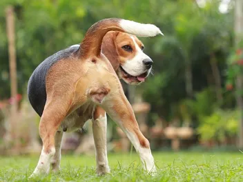 Dog Heat Cycle: Vet-Verified Signs, Frequency & Facts