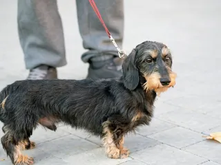 Wirehaired Dachshund Dog Breed: Info, Pictures, Traits, and More
