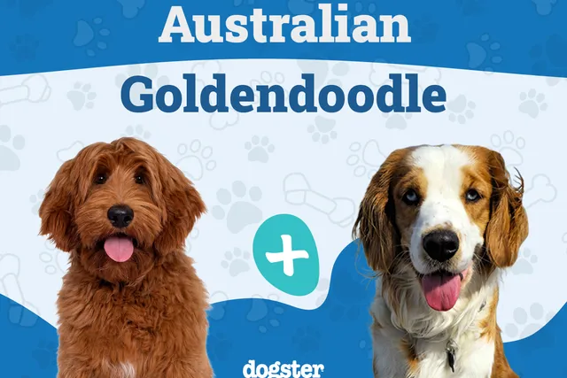 Australian Goldendoodle Dog Breed: Info, Pictures, Care & More