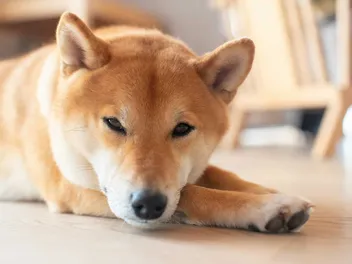 11 Dog Breeds That Can Be Left Alone: Vet-Verified Info, Pictures & Temperament