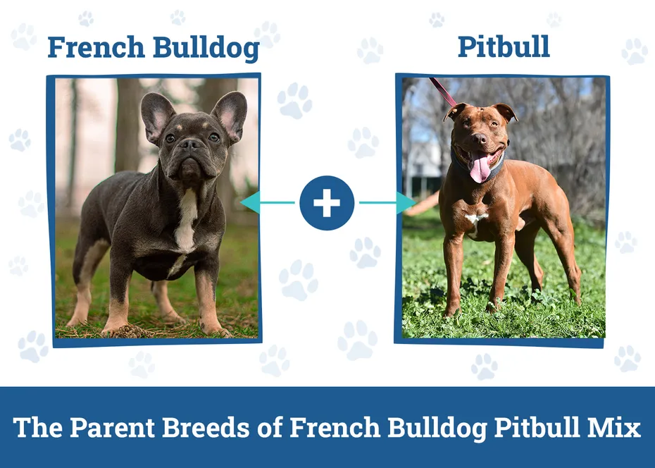 The Parent Breeds of French Bulldog Pitbull Mix