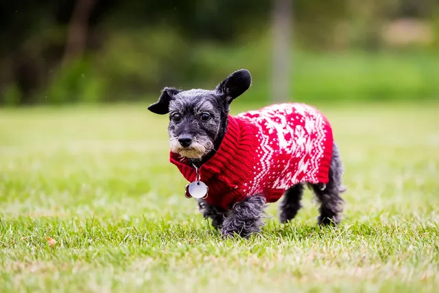 Miniature Schnoxie Dog Breed: Info, Pictures, Care & More