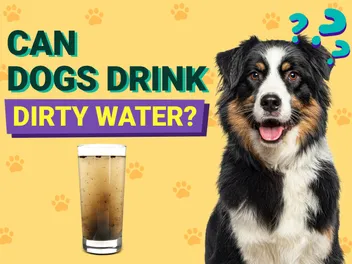 Can Drinking Dirty Water Cause a Bladder Infection in Dogs? Important Health Facts