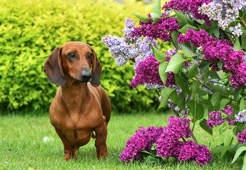 dachshund dog beside lilac bush in the backyard