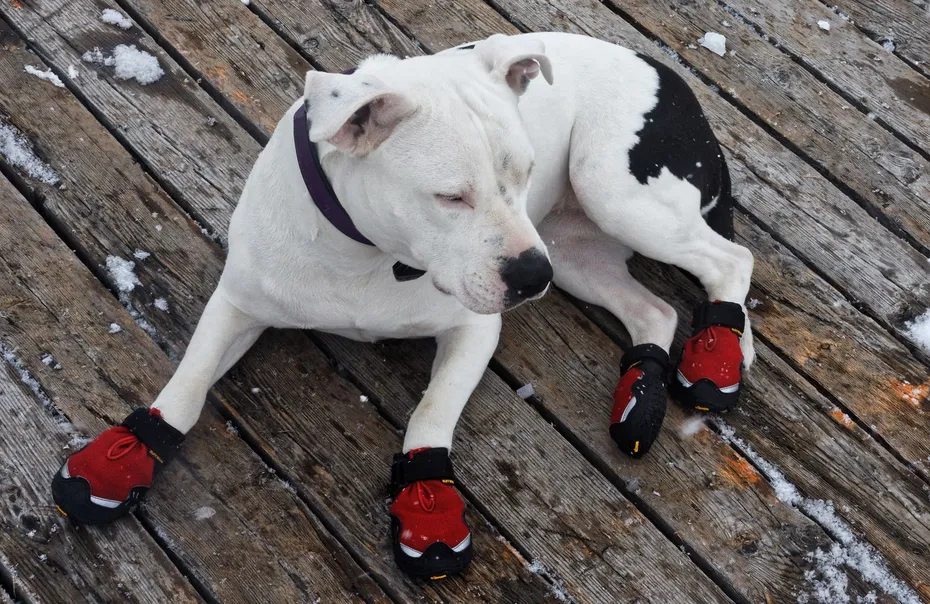 Dog wearing shoes