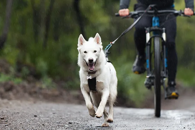 Bucket List for Dogs: 50 Awesome Ideas to Make Fun Memories